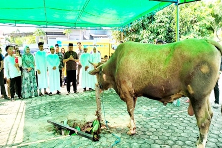Anggota DPRD Pekanbaru, Fathullah Sekeluarga Kurban Sapi Seberat 1,36 Ton