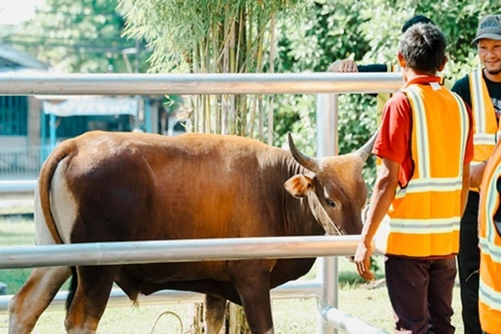 PTPN IV PalmCo Distribusikan 61 Ton Daging Kurban untuk 50 Kabupaten/Kota