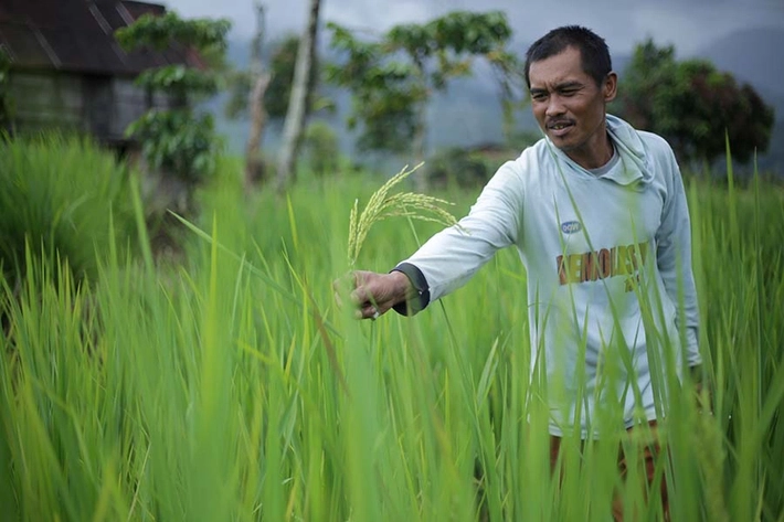 B﻿agaimana Bisa Setengah Miliar Manusia Terus 'Tunduk' Dibawah Kuasa Padi?