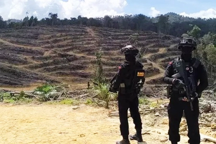 Satgas PPH Ungkap ada Praktik Perambahan Hutan di Batang Lipai Siabu yang Digarap jadi Kebun Sawit