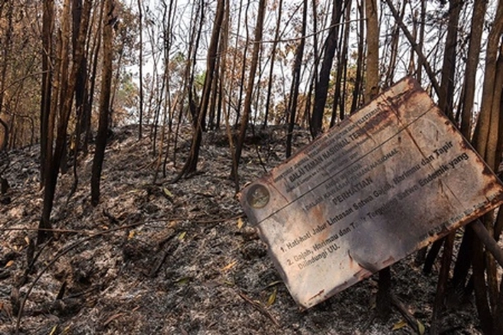 'Habis Gelap Timbulah Terang' yang Terjadi Puluhan Tahun di TNTN, Satgas PKH: 'Hutannya Berubah dari Dirambah Hingga jadi Kebun Sawit Ilegal'