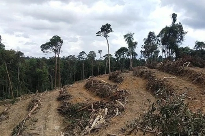 Pemerintah Terus Lakukan Langkah Penertiban di Kawasan TNTN, 'dengan Targetkan Pemulihan Hutan 3,7 Juta Hektare'