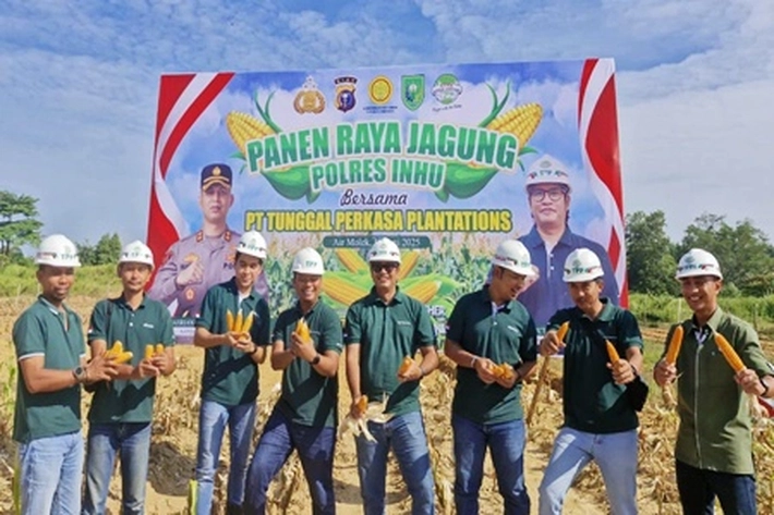 PT Tunggal Perkasa Plantations Panen Raya Jagung untuk Wujudkan Program Ketahanan Pangan