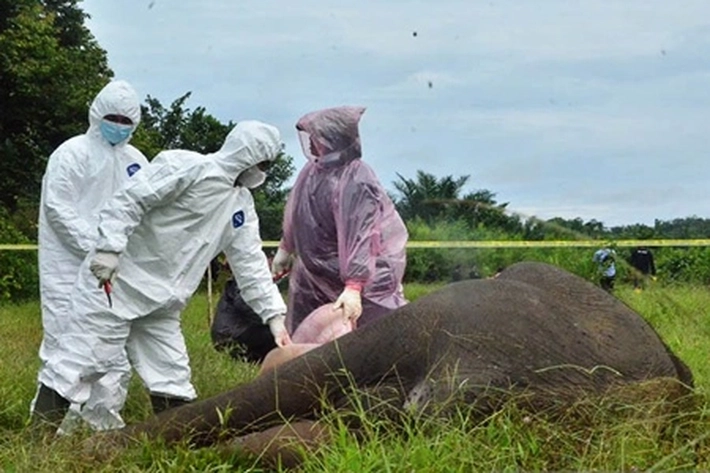 BBKSDA Riau Ungkap Penyebab Matinya 23 Gajah Sumatera di TNTN Sejak 2015