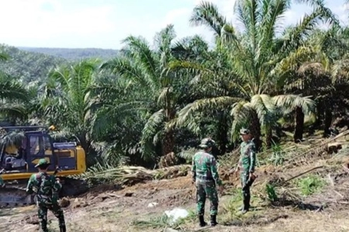 Perambah 'Tongkrongi' TNTN Sudah Belasan Tahun, LAM Riau: 'Tindak Tegas dan Beri Hukuman Berat Tanpa Tebang Pilih'