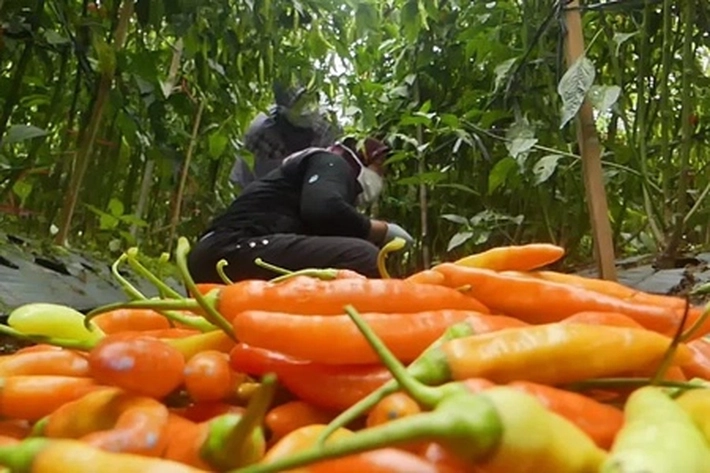 Rumah Zakat dan ROHIS Lintasarta Salurkan Bantuan Pupuk untuk Petani 