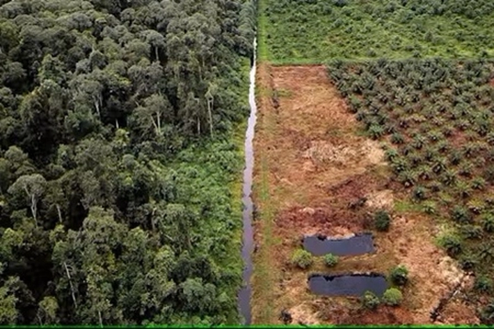 Perpres Nomor 5 Tahun 2025 untuk Penertiban dan Penguasaan Kawasan Hutan, Mengapa Digugat Kembali ke MA?