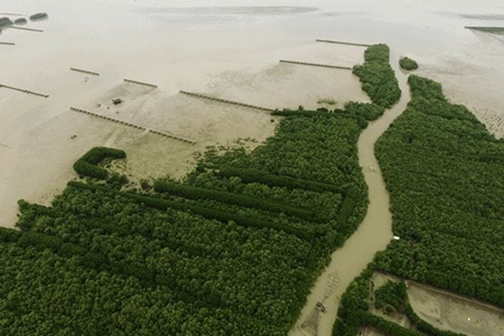 Pemprov Riau Komitmen Jaga Pesisir Bumi Lancang Kuning dengan Rehabilitasi Mangrove