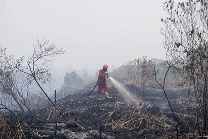 Kebakaran Hutan dan Lahan Mulai Berangsur Padam karena Hujan Merata yang Terjadi di Riau 