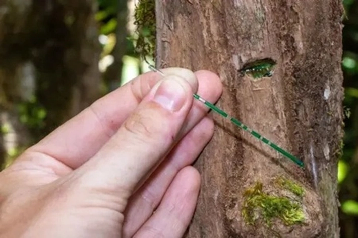 Tanaman Langka 'Bergetah' Nikel yang Tumbuh Alami dan Tersembunyi di Hutan Belantara