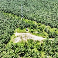 RIAUPAGI.com | Perkebunan Kelapa Sawit Sudah 'Gelap Mata' Merambah ke ...