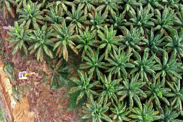 PT Agrinas Palma Nusantara dapat Kepercayaan dari Negara Kelola 221 Ribu Ha Lahan Kelapa Sawit Eks Duta Palma 