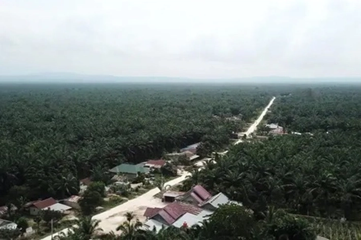 436 Perusahaan Perkebunan Sawit dalam Kawasan Hutan Terima 'Pengampunan' dari Kemenhut