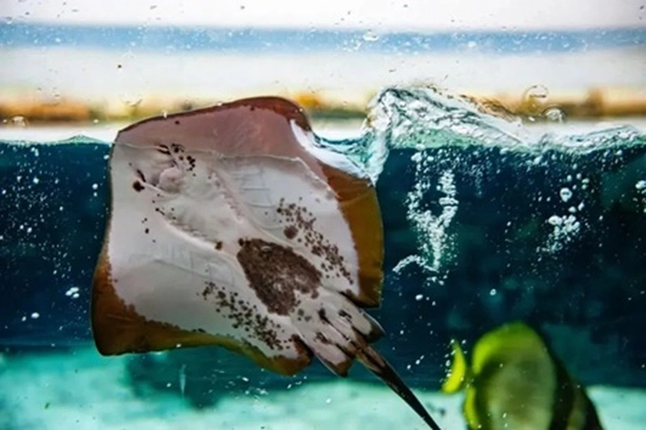 Pari Jawa, Ikan Bertubuh Pipih Musnah Akibat Ulah Manusia