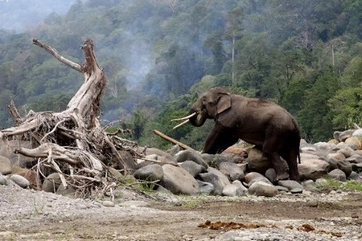 BBKSDA Cegah Konflik Manusia dan Gajah Liar dengan Buat Mitigasi Gunakan Teknologi GPS Collar