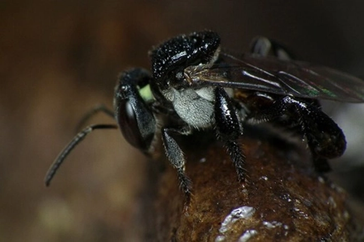 Ilmuwan Temukan Lebah Baru dengan Tanduk 'Seperti Iblis' yang Hinggap di Bunga Liar dan Langka