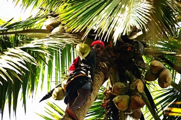 Kelapa Memberikan Sumber Penghidupan Multiguna dan Kejayaan Bagi Indonesia