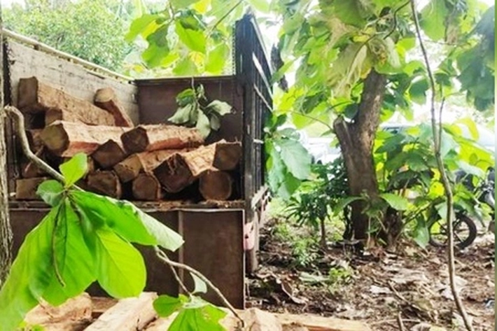 Dirkrimsus Polda Riau Gagalkan Praktik Ilegal Logging di Rokan Hulu