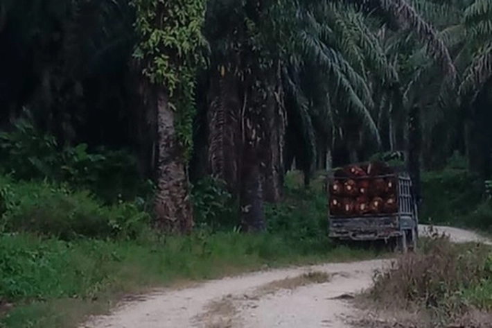 INPEST Nilai PT TPP Jadi Target Pemasangan Plang Satgas PKH karena Diduga Sudah Garap Kawasan Hutan