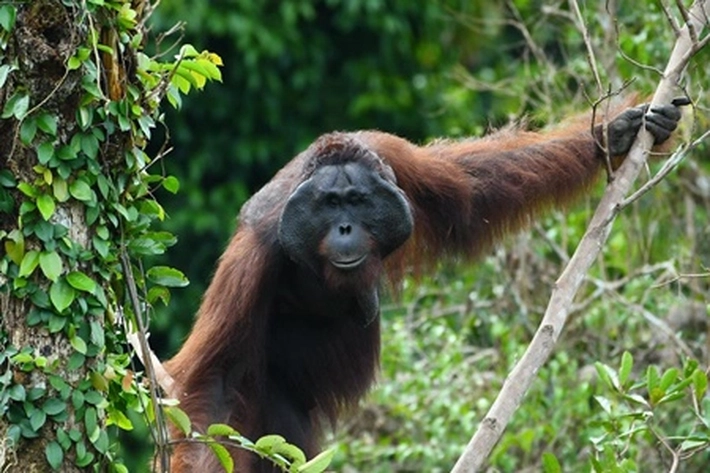 Habitat Orangutan yang Langka Rusak Dibawah Tumpukan Kayu dan Lumpur Usai Banjir Sumatera
