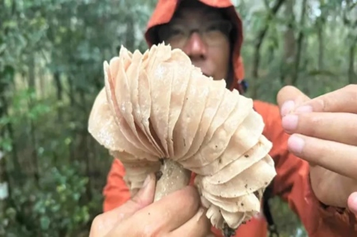 Menyibak Misteri Jamur yang Bisa Selamatkan Hutan Gundul