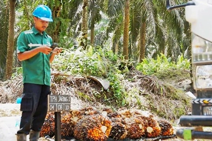 PT Astra Agro Lestari Tbk Terapkan AI untuk Pengendalian Hama Sawit Berkelanjutan