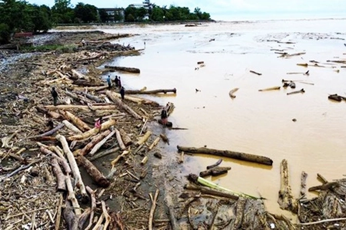 Kayu Gelondongan Hanyut Terbawa Air Sungai Kampar yang Naik