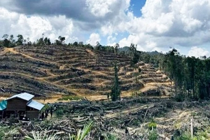 Mafia Sawit Masih ada di TNTN, 'yang Bercampur Aduk Antara Konservasi, Korupsi dan Masa Depan Hutan'