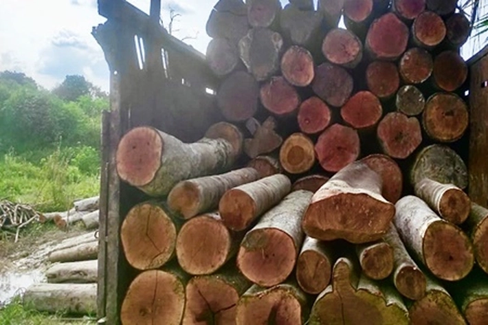 Polisi Ciduk Dua Pelaku Illegal Logging di Pelalawan Serta Berhasil Sita Chainsaw dan Truk