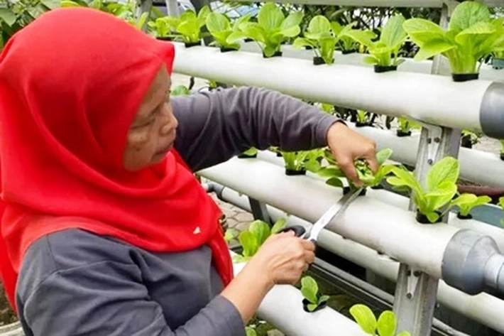 Warga Mulai Lakukan Inisiatif Upaya Mandiri Pangan Melalui Pertanian Perkotaan