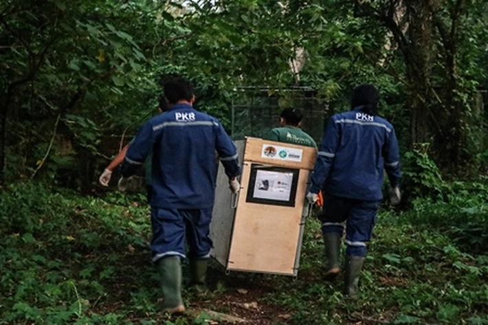BBKSDA Riau Relokasi 4 Siamang ke Pusat Rehabilitasi di Sumatera Selatan