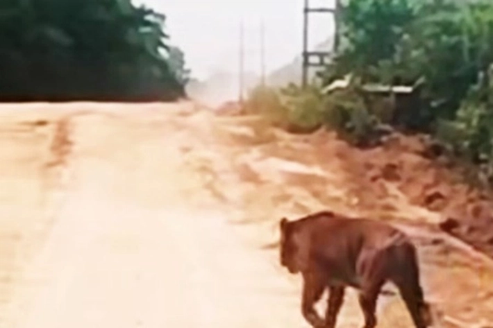 Video Munculnya Harimau Sumatera di TN Zamrud Jadi Perhatian Publik