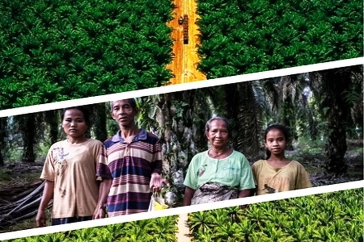 Skandal Sawit di Riau: Masih Banyak Perusahaan Masuk Kawasan Hutan, Ogah Bangun Kebun Plasma