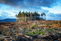 Pemerintah Gugat Sejumlah Perusahaan Sebesar Rp4,8 T,  'Sebagai Ganti Rugi Atas Kerusakan Bencana Ekologis di Sumatera'