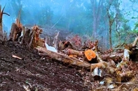 Polda Riau Lakukan Peyidikan Dugaan Perambahan Hutan 885 Hektare di Rohul 