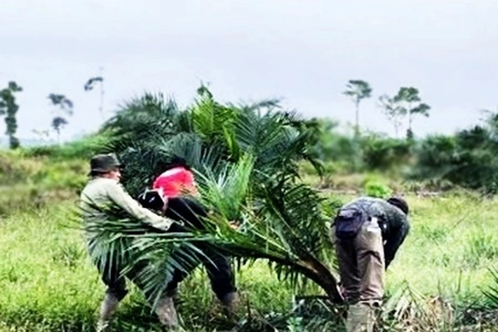 Pemprov Riau Beri Tenggat Tiga Bulan Agar Warga Bongkar Sawitnya di TNTN