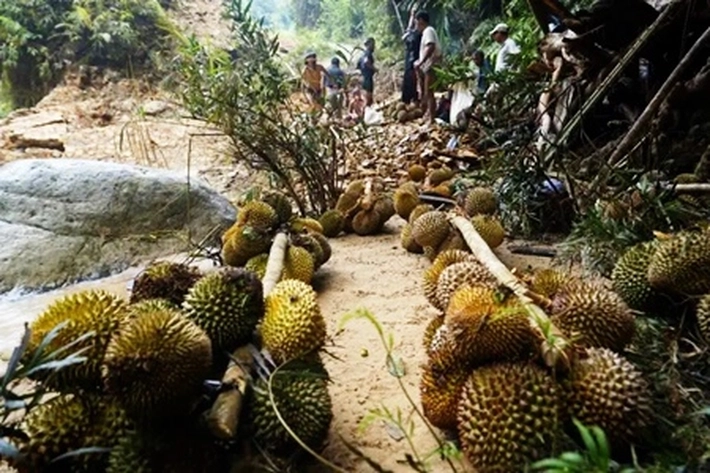  Nasib Petani Durian yang Bertahan Hidup Setelah Bencana Banjir-Longsor, 'yang Bisa Terjebak dalam Kemiskinan Baru'