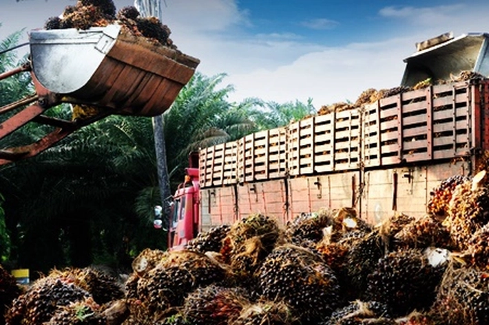 Ricuh Soal Rencana Pansus akan Berlakukan Pajak Sawit Rp1.700 per Batang 