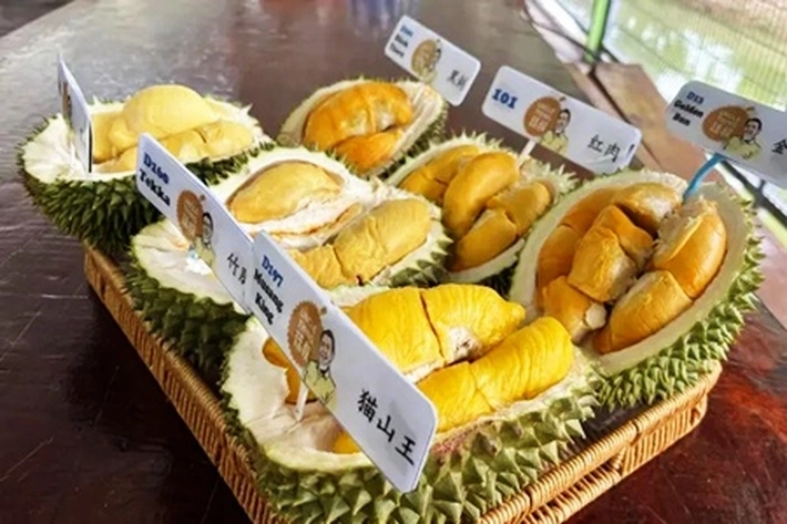 Berkat Durian Musang King, Desa Kecipratan Aliran Uang dari Penggemar
