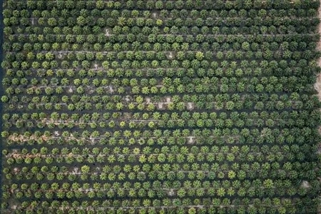 Dugaan Korupsi Tata Kelola Sawit yang Rentan jadi Bancakan, Siapa yang Diuntungkan dengan Pemutihan Ini?