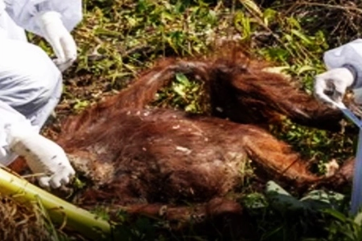 Orangutan Langka di Sumatera Ditemukan Banyak yang Mati Dibawah Tumpukan Kayu dan Lumpur Usai Banjir-Longsor