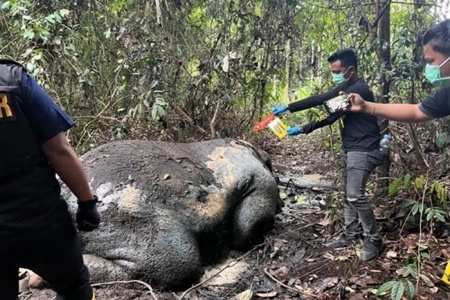 Gakkum Kemenhut akan Periksa Direksi PT RAPP karena Ditemukan Gajah Mati di Areal Konsesi HTI