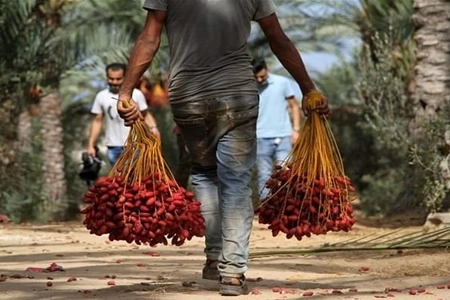 Mesir Kuasai 19 Persen Produksi Kurma yang Berorientasi Ekspor