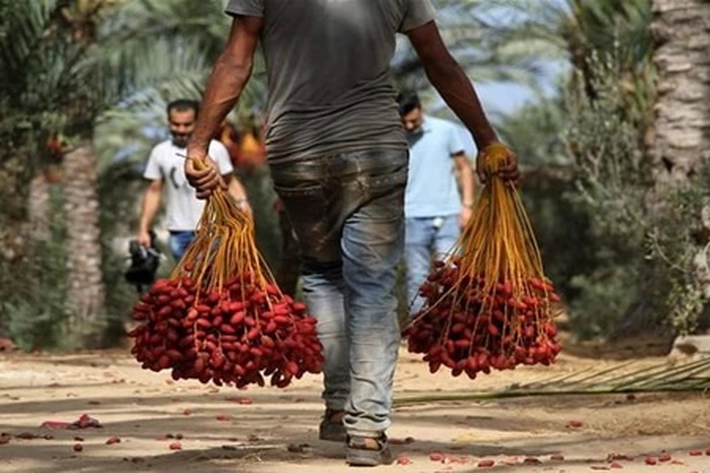 Mesir Kuasai 19 Persen Produksi Kurma yang Berorientasi Ekspor