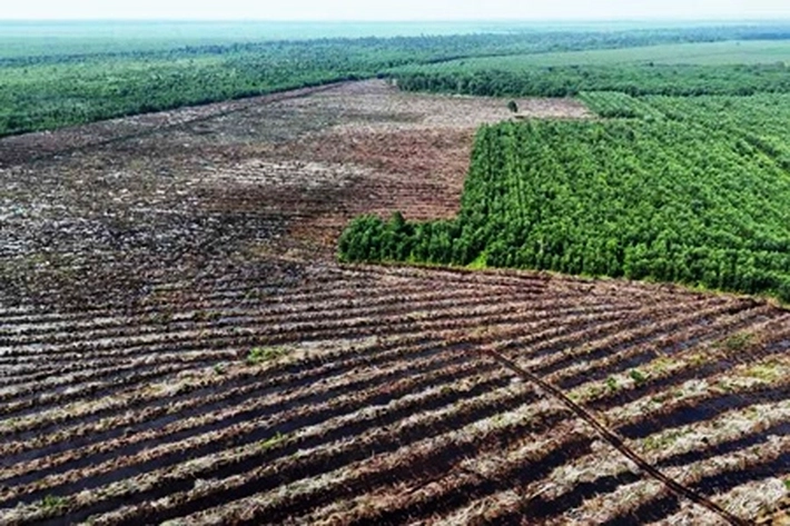 Satgas PKH Pasang Plang di Lahan PT SRL di Pulau Rupat dan Rangsang, 'yang Juga Diusulkan Pencabutan Izin'