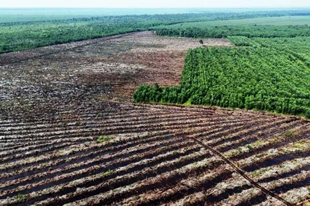 Satgas PKH Pasang Plang di Lahan PT SRL di Pulau Rupat dan Rangsang, 'yang Juga Diusulkan Pencabutan Izin'