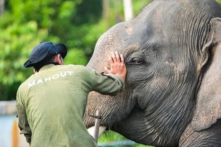 Gajah Sumatera Mati Tanpa Kepala di Riau, 'Akibat Perburuan Ilegal di Kawasan TNTN'
