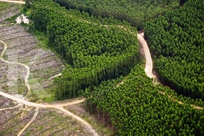 Pasca Bencana Ekologis di Sumatera Buat Puluhan Perusahaan HTI di Riau Terancam Dibekukan, 'karena Selalu Undang Konflik Sosial Berkelanjutan'