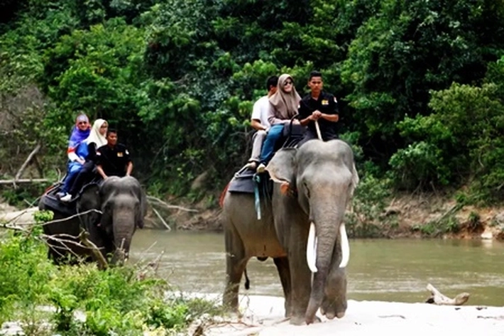 Atraksi Menunggangi Gajah untuk Keperluan Komersial Dilarang, 'demi Kesejahteraan, Martabat dan Hak Hewan'