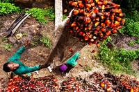 Pajak Air Permukaan Tanah akan Berlaku Maret 2026, DPRD Riau: 'untuk Perusahaan Sawit Bisa Raup Rp4 Triliun'